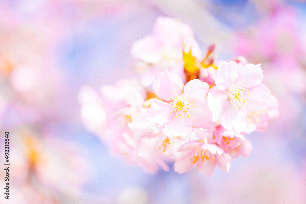 Beautiful pink cherry blossoms or sakura flowers in full bloom, Warm spring background, Nobody