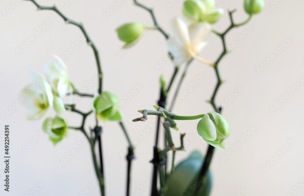 Bellissimi fiori di orchidea bianchi, isolati su sfondo bianco. - obrazy, fototapety, plakaty 