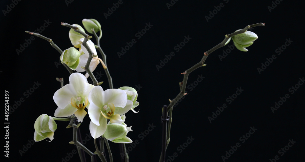 Bellissimi fiori di orchidea bianchi, isolati su sfondo scuro. - obrazy, fototapety, plakaty 