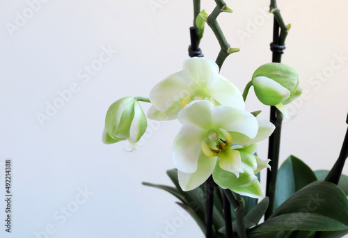 Bellissimi fiori di orchidea bianchi, isolati su sfondo bianco. photo