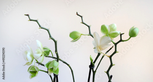 Bellissimi fiori di orchidea bianchi, isolati su sfondo bianco. photo