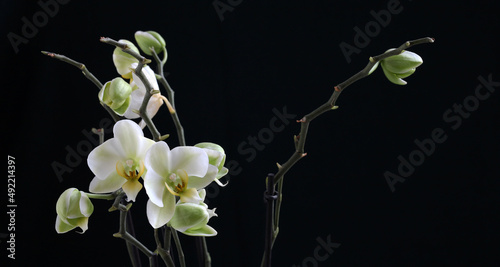 Bellissimi fiori di orchidea bianchi, isolati su sfondo scuro.