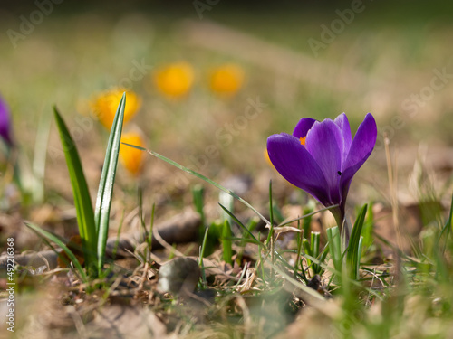Crocus flowers blooming in spring © sleepyhobbit