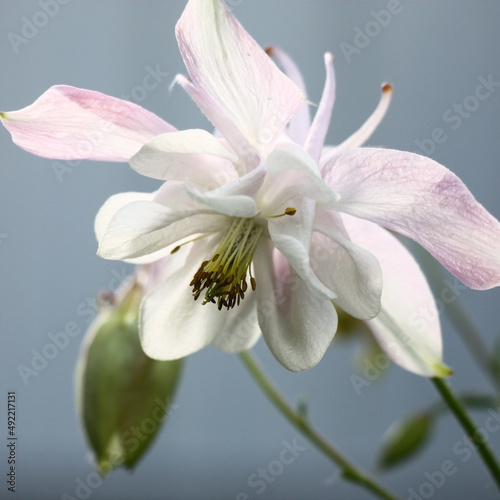 Sunny summer day. A large delicate flower of a aquilegia in approach on an interesting background. On light petals play of light and shadow.