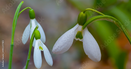 closeup heap of white snowdrop in forest, beautiful spring natural background