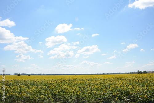 field of sunflowers and sky
