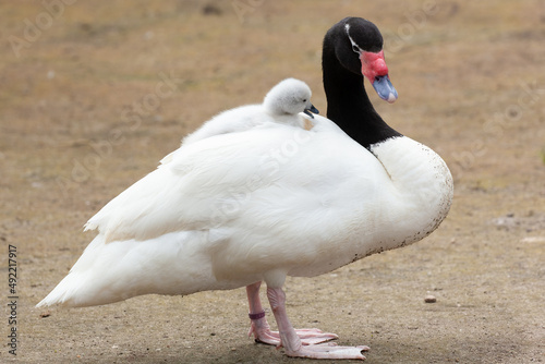 Black-necked swan carrying a cygnet on its back photo