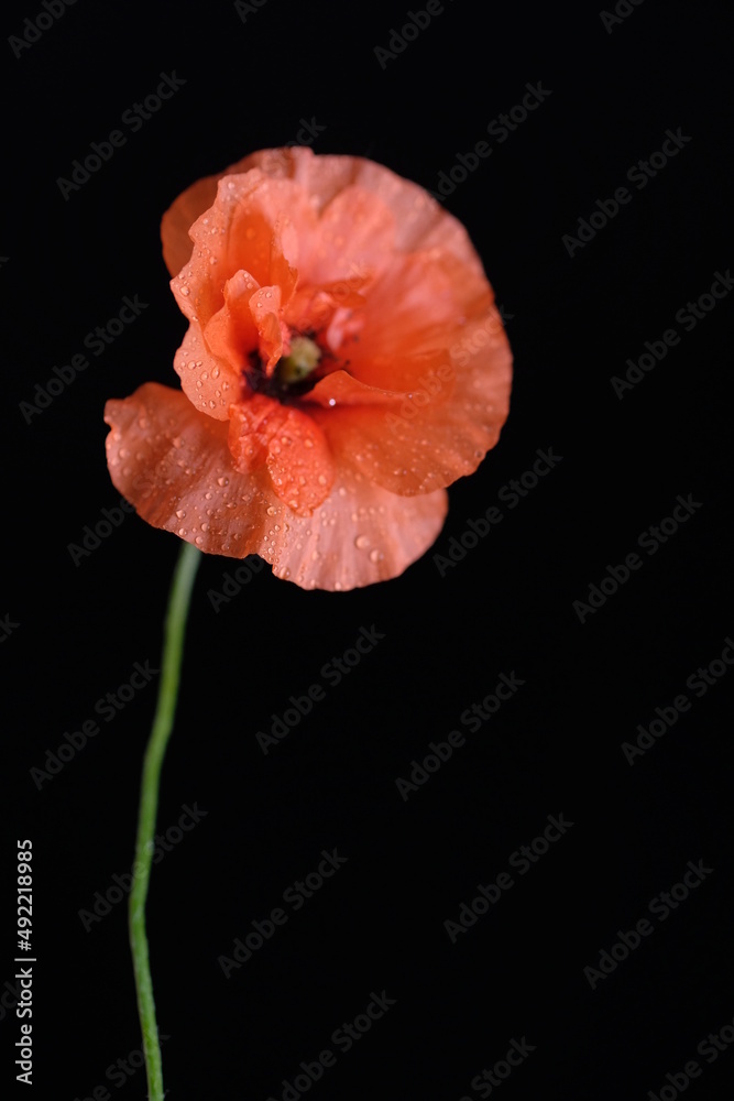 Naklejka premium One red poppy on a black background