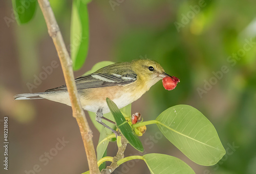 A bay-breasted warbler feeding on berries in a tree 