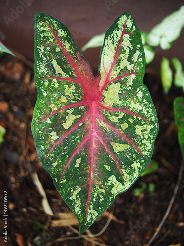 caladium bicolor qeen of laef bueatyfull plant in garden photo