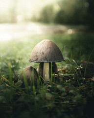 Wandcirkels Olijfgroen Klein paddenstoeltje op bosbodem  © Blaz
