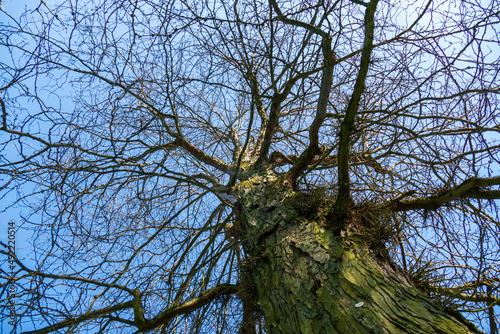 Gleditschie Baum, Lederhülsenbaum mit langen Stacheln, Dornen am Stamm photo