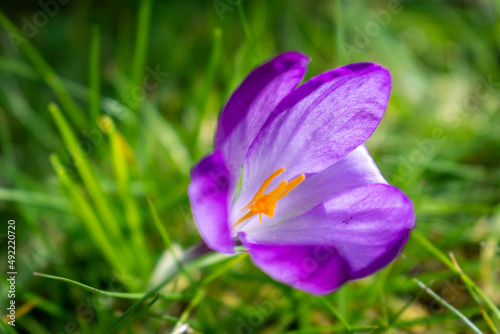 Samotny fioletowy krokus w trawie