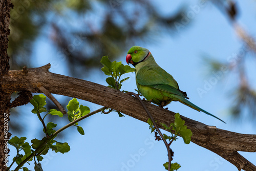 Ringneck Parakeet. indian parrot green