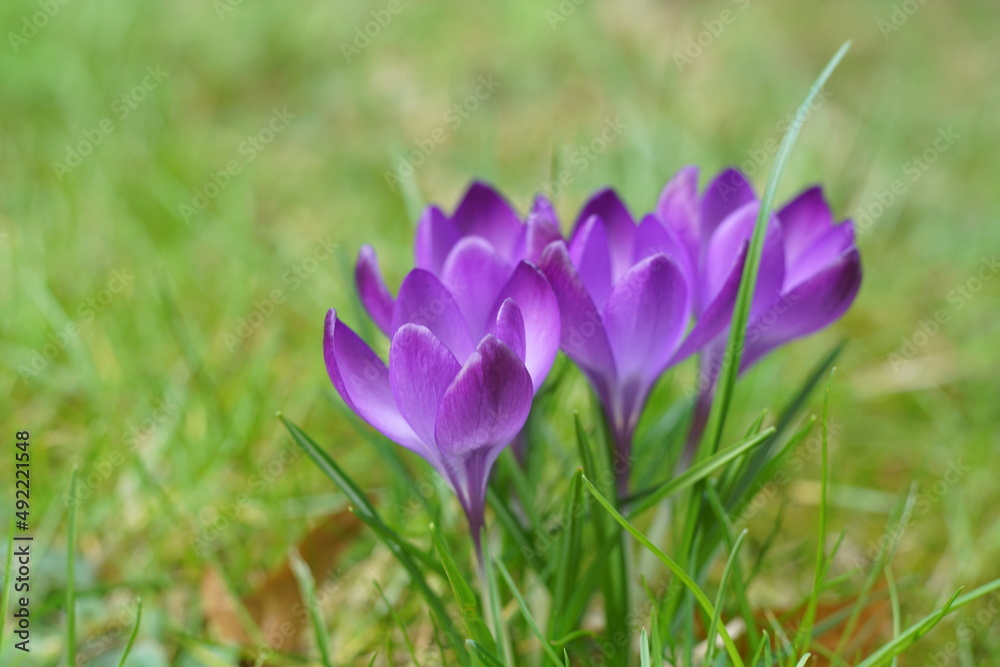 Crocus, blühende Krokusse auf einer grünen Wiese in voller Blüte mit violett und grün Crocus, blühende Krokusse auf einer grünen Wiese in voller Blüte mit violett und grün