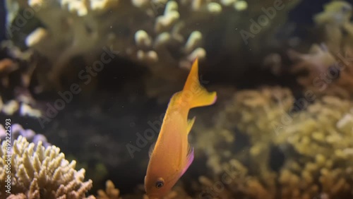 Squarespot anthias Pseudanthias pleurotaenia fish underwater in sea with corals in background photo