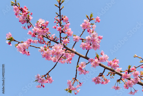 河津桜と青空