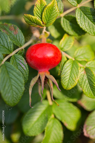 Rosehip on on a bush. Fresh raw briar berries with leaves.