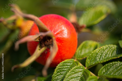 Close up of a Rosehip on on a bush. Fresh raw briar berries with leaves.