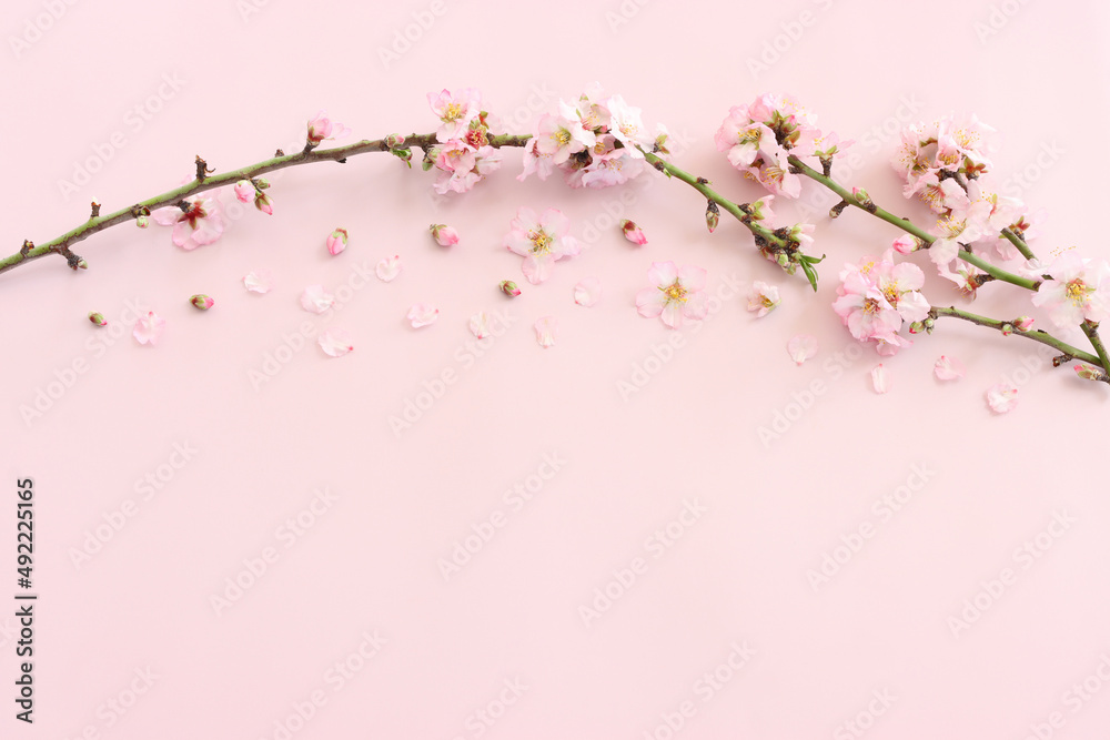 Fototapeta premium image of spring white cherry blossoms tree over pink pastel background