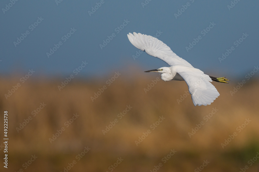 Little Egret in Flight in the early morning sunshine in South France La Rochelle Little Egret in Flight in the early morning sunshine in South France La Rochelle