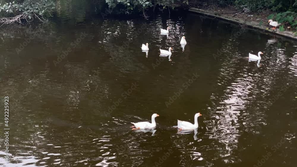 Beautiful white and black Indian ducks are resting and moving in a lake and people reflection in the water at Alipore zoo Kolkata west bengal. Ducks are in a park pond.