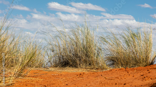 View of long green grass growing on the top of a red dune with a cloudy blue and white sky background