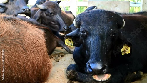 Footage of a Murrah Buffalo in a Gang of a Dairy Farm Chewing Grass Happily photo