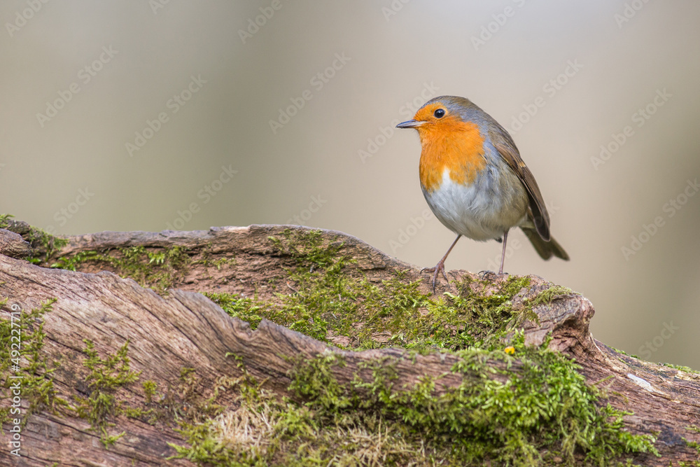 The European Robin (Erithacus rubecula), most commonly known in Anglophone Europe simply as the Robin, is a small insectivorous passerine bird that was formerly classed as a member of the thrush famil The European Robin (Erithacus rubecula), most commonly known in Anglophone Europe simply as the Robin, is a small insectivorous passerine bird that was formerly classed as a member of the thrush famil