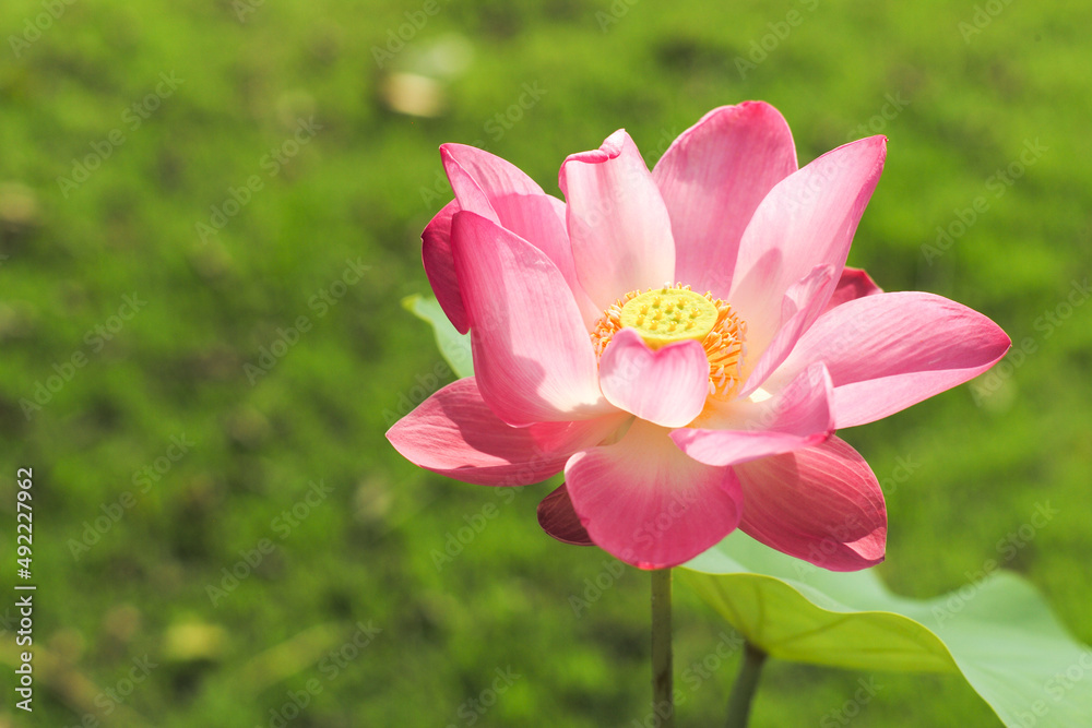 Top view of closeup the blossom pink lotus with big green leaves isolated on the shadow of bush in background Top view of closeup the blossom pink lotus with big green leaves isolated on the shadow of bush in background