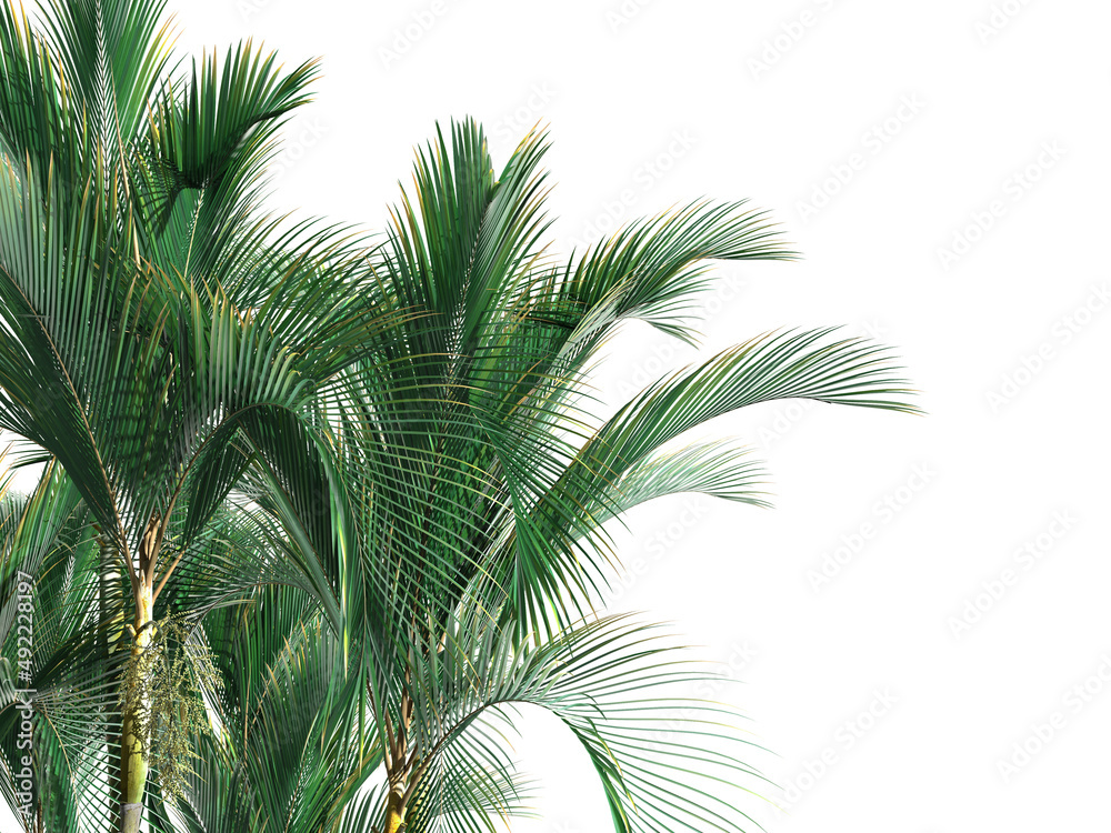 Isolated on white background palm leaves of tropical plants  - obrazy, fototapety, plakaty 