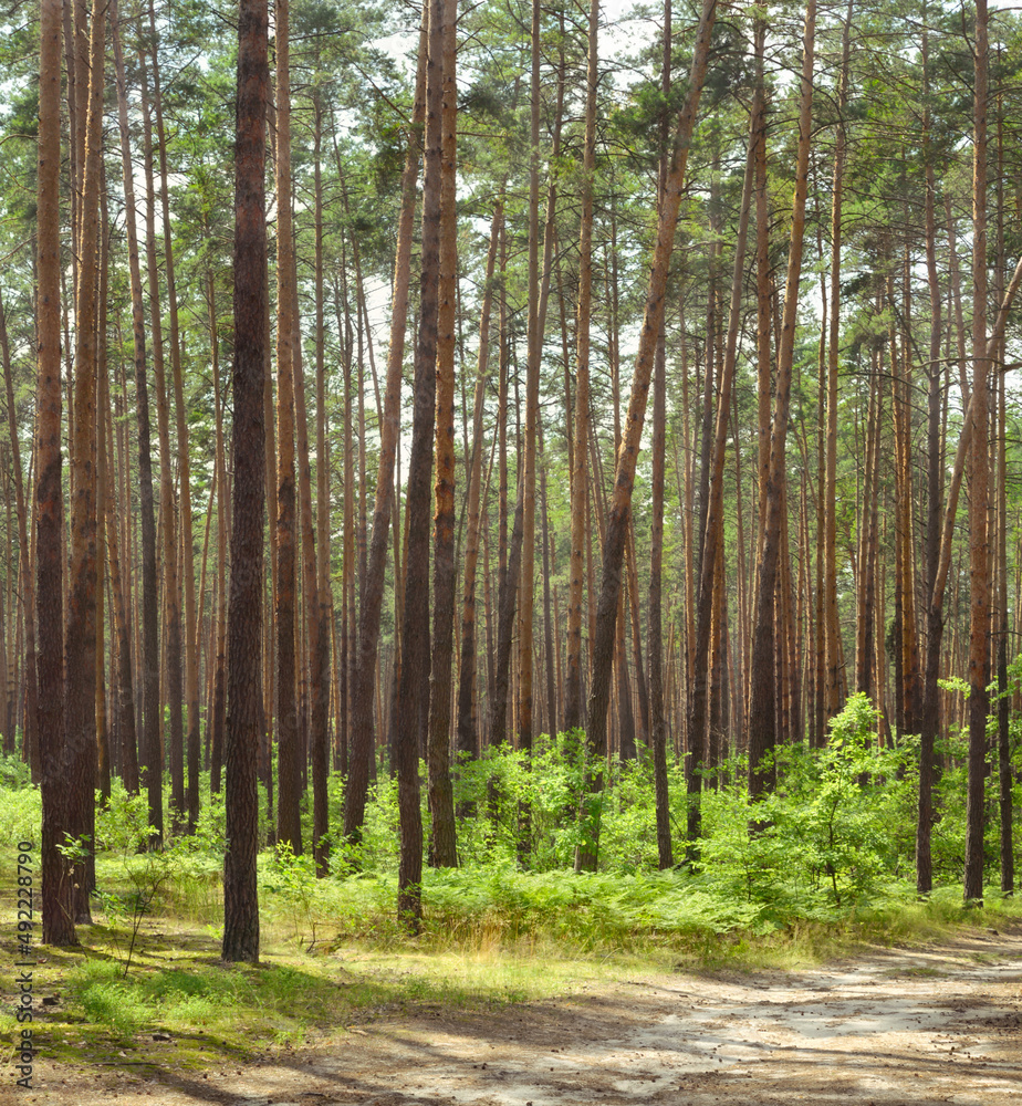 Wood of coniferous trees in a summer day. Nature background.
Wood of coniferous trees in a summer day. Nature background.