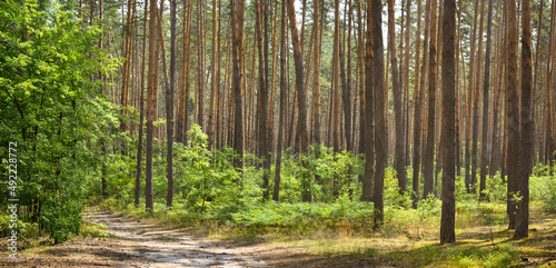 Fototapeta Naklejka Na Ścianę i Meble -  Wood of coniferous trees in a summer day. Nature background.
