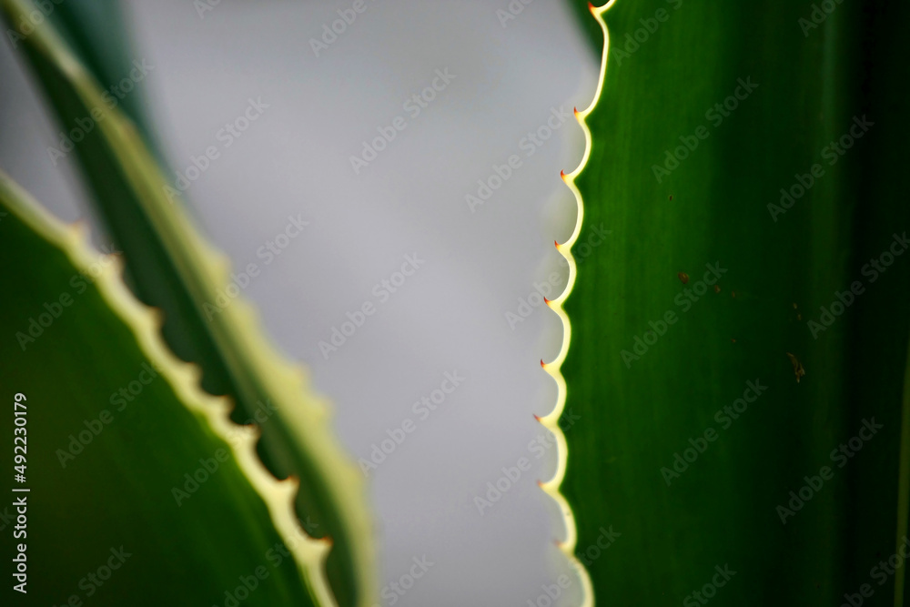 Naklejka premium Leaves Tropical forest trees texture background wallpaper