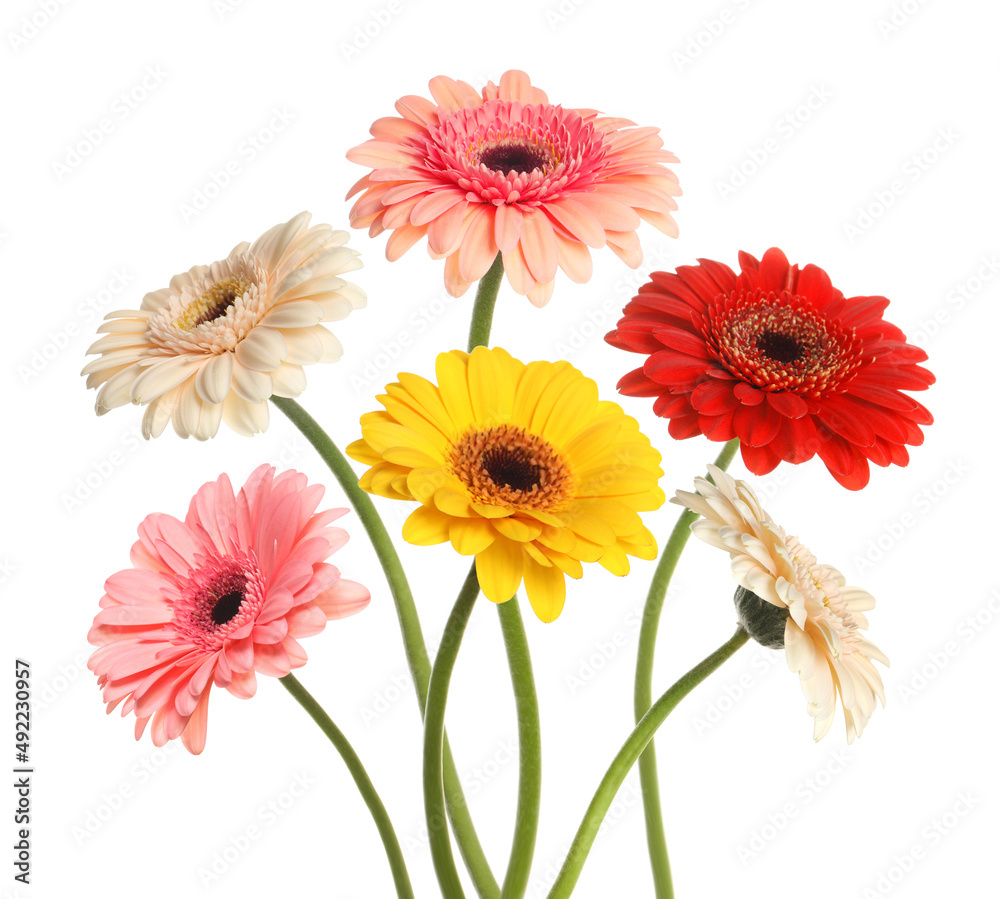 Many beautiful gerbera flowers isolated on white