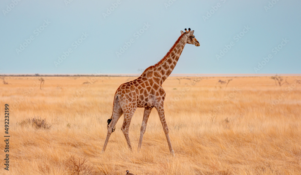 Obraz premium Giraffe walking in yellow grass on the Ethosa national park, Namibia