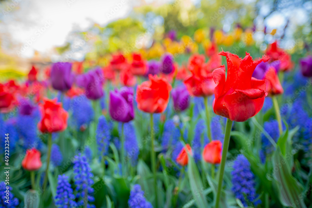 Shakespeare Garden in Central Park Tulips in spring
