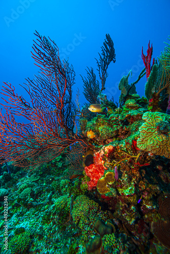 Caribbean coral garden off the coast of the island of Roatan photo