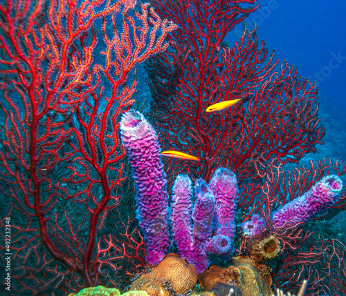 Fototapeta Naklejka Na Ścianę i Meble -  Caribbean coral garden gorgonian sea fan
