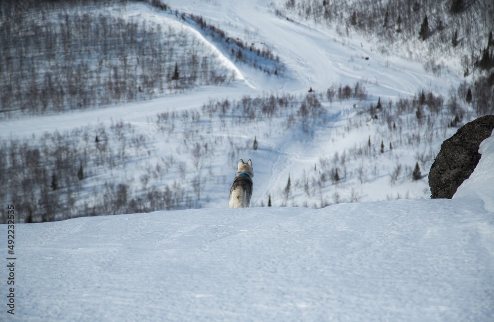 dog walks in the mountains in winter dog walks in the mountains in winter