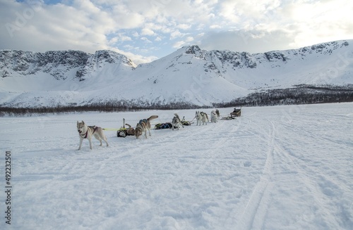 dog sledding in the winter mountains