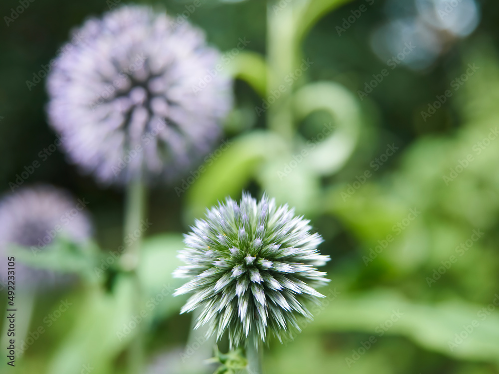 A small group of spiky, geometric Globe Thistles, gentle purples and greens complimenting each other, with a heavily defocused background. A small group of spiky, geometric Globe Thistles, gentle purples and greens complimenting each other, with a heavily defocused background.