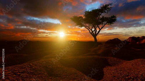 Tree on peak mountain at sunset
