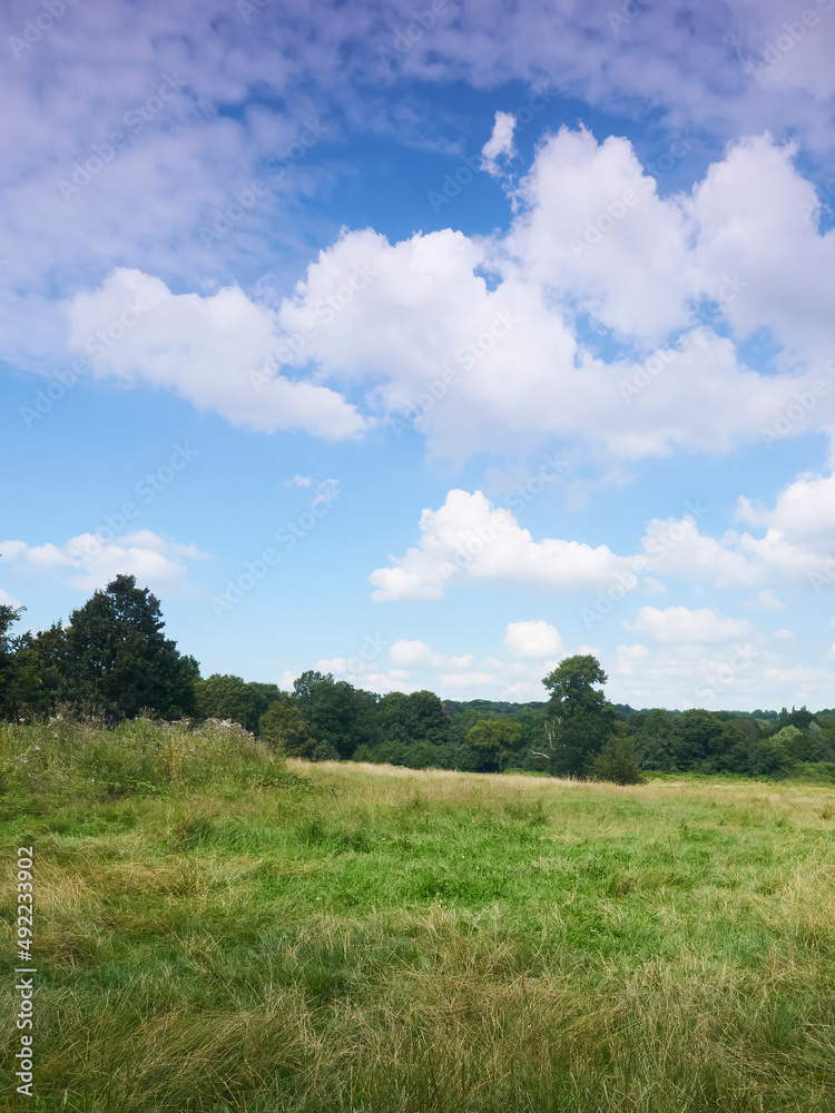 A bright blue sky with fluffy white clouds over a sunlit, summery Hampstead Heath, with trees and long grass covering the hills. A bright blue sky with fluffy white clouds over a sunlit, summery Hampstead Heath, with trees and long grass covering the hills.