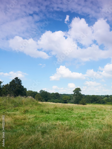A bright blue sky with fluffy white clouds over a sunlit  summery Hampstead Heath  with trees and long grass covering the hills.