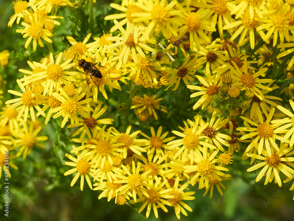 Fototapeta premium A cluster of wild-grown ragwort flowers provide a welcome rest-spot for a fly to stop and refuel with nectar before continuing its pollinating journey.
