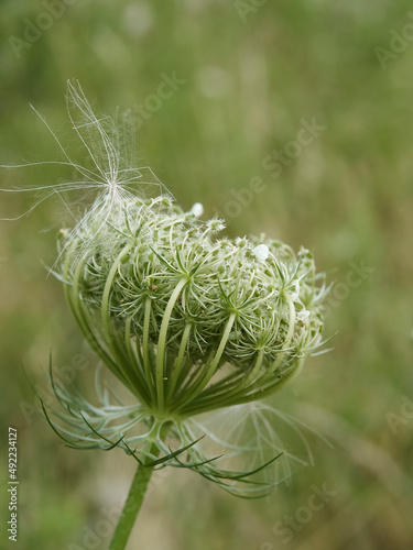 A wind-borne dandelion seed finds itself caught in the intricate filigree bowl of a wild carrot flower head.