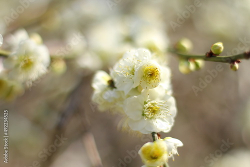 Closeup of white plum blossoms in early spring. Copy space.