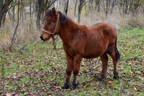a small brown horse in a meadow