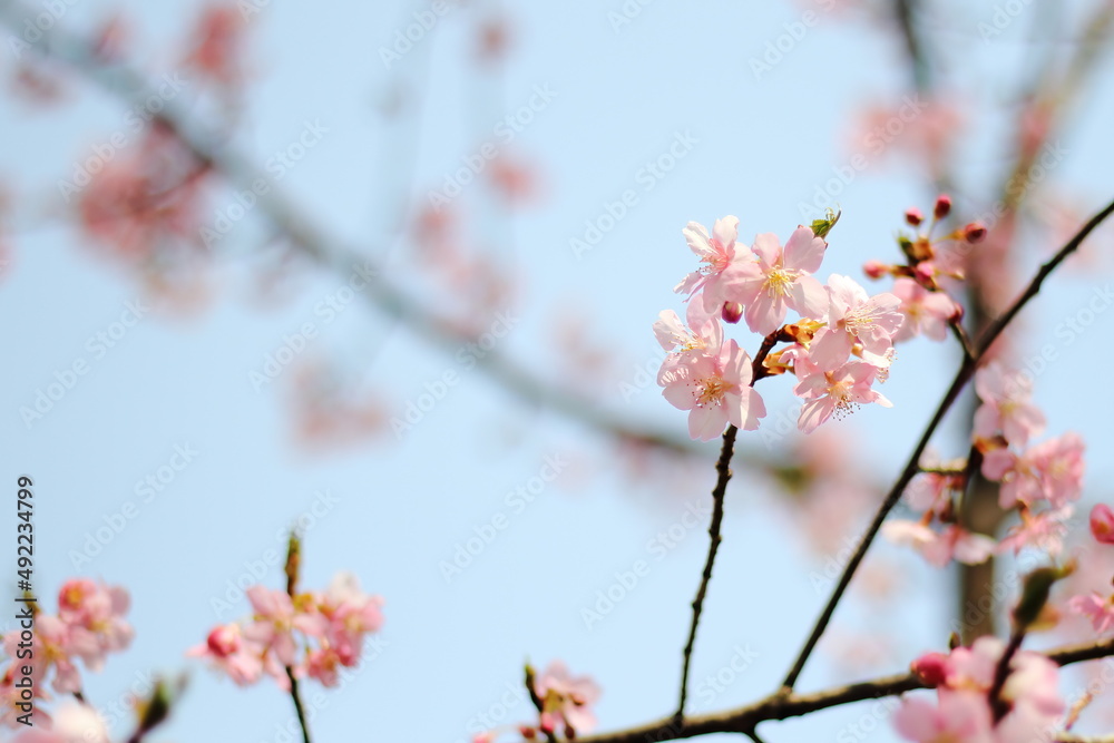 Sakura (Cherry blossoms) tree with beautiful blue sky. Sakura (Cherry blossoms) tree with beautiful blue sky.